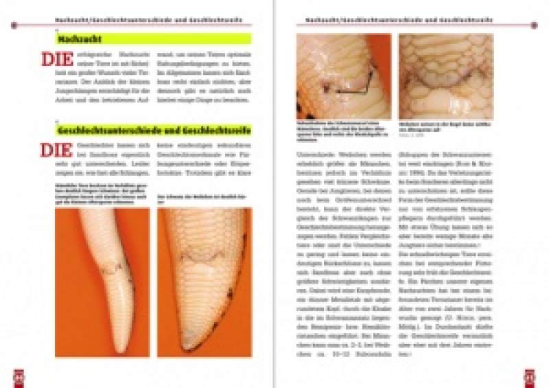 Preview: Die Ostafrikanische Sandboa